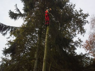 Verwijderen van coniferen