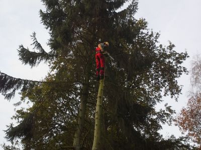 bomen verwijderen